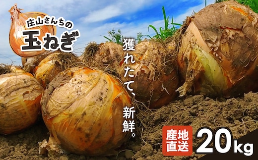 
										
										玉ねぎ『庄山さんち』の玉ねぎ 20kg ＜2024年5月下旬頃より順次発送＞ | 熊本県 和水町 くまもと なごみまち 玉ねぎ 季節限定 野菜 たまねぎ タマネギ
									