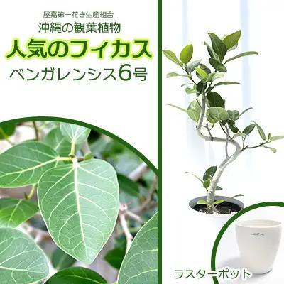 沖縄の観葉植物 フィカス ベンガレンシス6号 ラスターポット 観葉植物