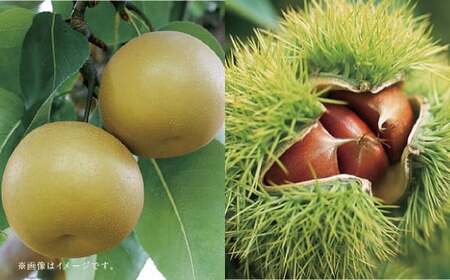 【フルーツ2回定期便】 梨5kg＋栗2kg 【2025年8月上旬～10月上旬迄順次発送予定】 なし ナシ 和梨 くり 果物 果実 フルーツ 定期便 九州 熊本県 あさぎり町 常温