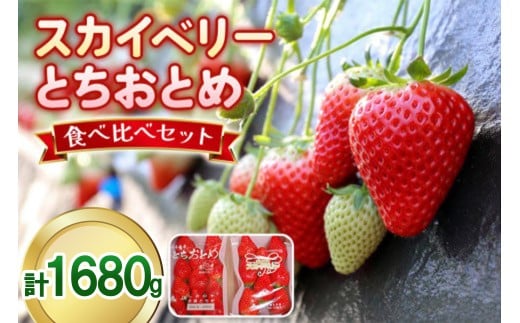 大粒スカイベリー＆新品種とちあいか 食べ比べセット 1,680g (560g×3)《12月中旬～4月の期間で発送》 澳原いちご農園  | いちご 苺 イチゴ フルーツ 果物 産地直送 栃木県産