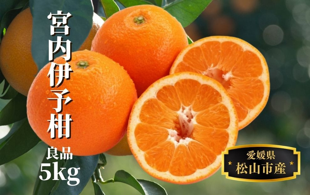 
                  【宮内伊予柑】良品 約 5kg 【2027年2月頃から順次発送】 （ 愛媛産 愛媛県産 国産 愛媛みかん 愛媛蜜柑 愛媛ミカン みかん ミカン mikan 蜜柑 柑橘 フルーツ 果物 くだもの お取り寄せ 産地直送 数量限定 人気 おすすめ 愛媛県 松山市 送料無料 ）
                