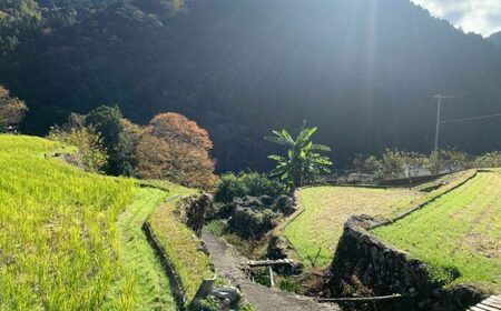 栃久保の棚田米（コシヒカリ）精米15kg&nbsp;/ ふるさと納税米 ブランド米 お米 白米 / 恵那市 / 恵那市栃久保棚田保存会[AUAR003]