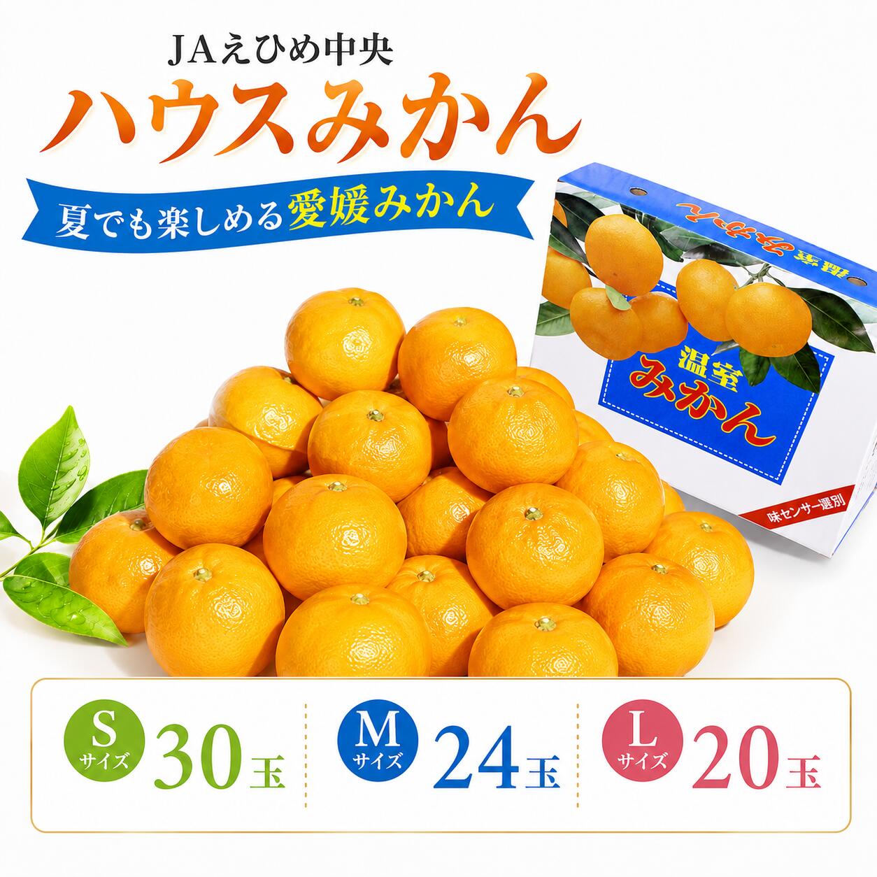 【ふるさと納税】 【2026年7月中旬頃から順次発送】ハウスみかん 愛媛 秀品 おすすめ 人気 ギフト みかん JA 愛媛県 松山市 柑橘 くだもの ミカン果汁 デザート 愛媛みかん 柑橘類 カンキツ かんきつ 蜜柑 蜜橘 樒柑 フルーツ 果物 温州みかん 温州ミカン 果肉 果汁