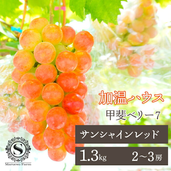 【ふるさと納税】＜25年発送先行予約＞「マルエス農園」加温ハウス サンシャインレッド 2～3房 1.3kg以上 ふるさと納税 人気 おすすめ ランキング 甲斐ベリー7 サンシャインレッド ぶどう ブドウ 葡萄 種無し 新品種 山梨県 笛吹市 送料無料 216-005
