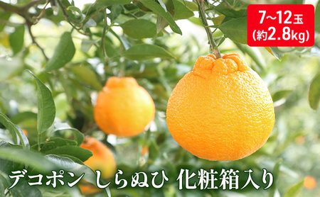 デコポン しらぬひ ハウス 果物 香川県産 デコポン【約2.8kg】