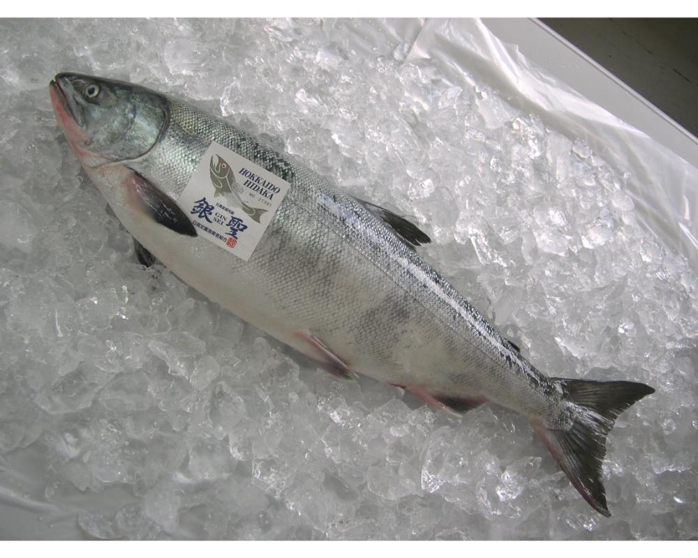 えりも【マルデン特製】北海道日高産銀聖鮭の定塩熟成フィレ約1.5kg【er002-009】