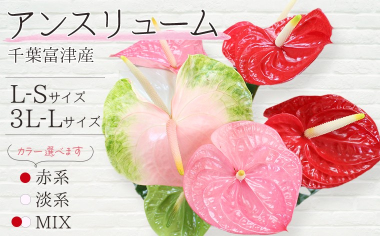 
                  富津産切花アンスリューム　L-Sサイズ 3L-Lサイズ 赤系 淡系 ミックス MIX おまかせ 選べる　アンスリューム アンスリウム 植物 L-S 3L-L 国産 富津産 切花 観葉植物 カラー サイズ 切り花 生花 葉 ギフト 贈り物 贈答 プレゼント 誕生日 クリスマス 母の日 敬老の日 記念日 ハート 熱帯 大佐和花卉園 おすすめ 千葉県 富津市
                