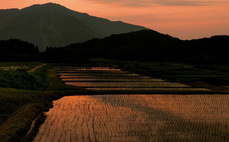 A4184 【令和7年産米】新潟県岩船産 棚田米 コシヒカリ 6kg