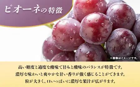 ぶどう ピオーネ 種なし 計約1kg 2房 ぶどう
