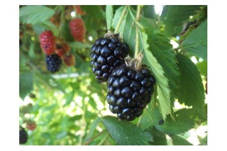 【先行予約】冷凍ブラックベリーピューレ 1㎏ ｜ 西条ブルーベリー農園