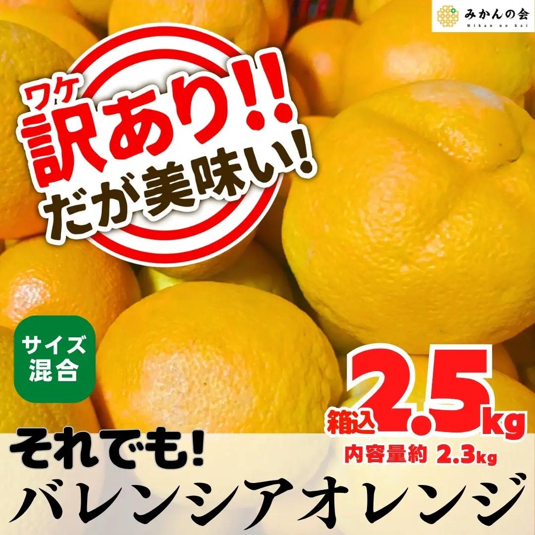 訳あり バレンシアオレンジ  国産 箱込 2.5kg (内容量 2.3kg ) サイズミックス 和歌山県産 産地直送 みかんの会