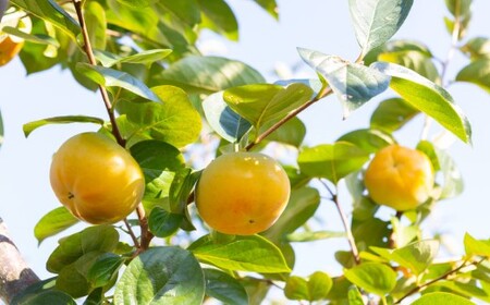 【先行予約】 西見柿農園 特選太秋柿 5玉から6玉 （約2kg） 【2026年10月下旬-12月下旬発送予定】 完熟柿 柿 かき カキ 太秋 たいしゅう 完全甘柿 果物 くだもの フルーツ 果実 ジュ
