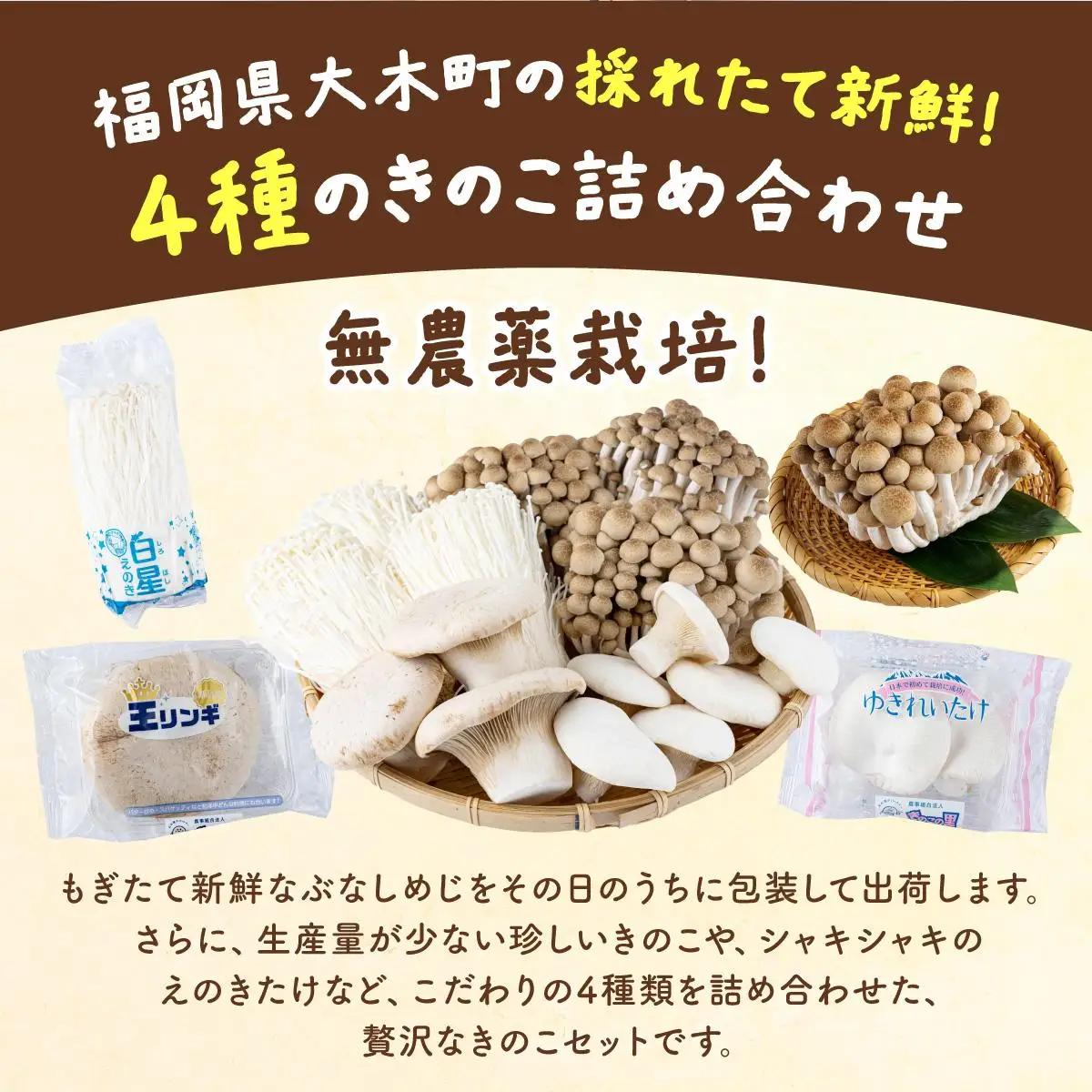 大木町のきのこセット(ぶなしめじ・ゆきれいたけ・王リンギ・えのきたけ各1パック)　AT25