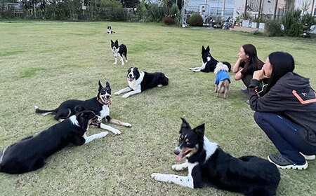 ドックランフィールド利用回数券（1回） ふるさと納税 ドッグスポーツ 利用券 チケット 犬 イヌ 千葉県 白子町 送料無料 SHAI005