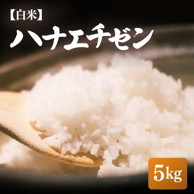 【先行予約】【令和8年産・新米】ハナエチゼン 5kg【白米】【2026年10月中旬以降順次】【 華越前 人気品種 玄米 福井県ブランド】 [e26-a014_01]