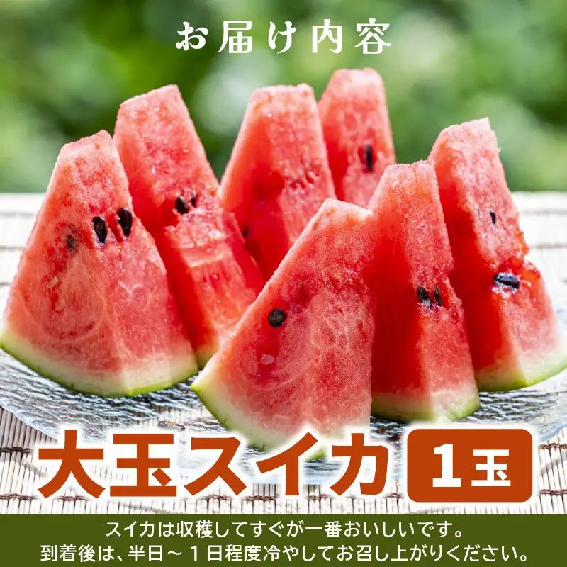 先行予約  大玉スイカ (赤肉) 1玉 糖度11.5度以上 2026年7月上旬以降順次発送予定 [A-22103]