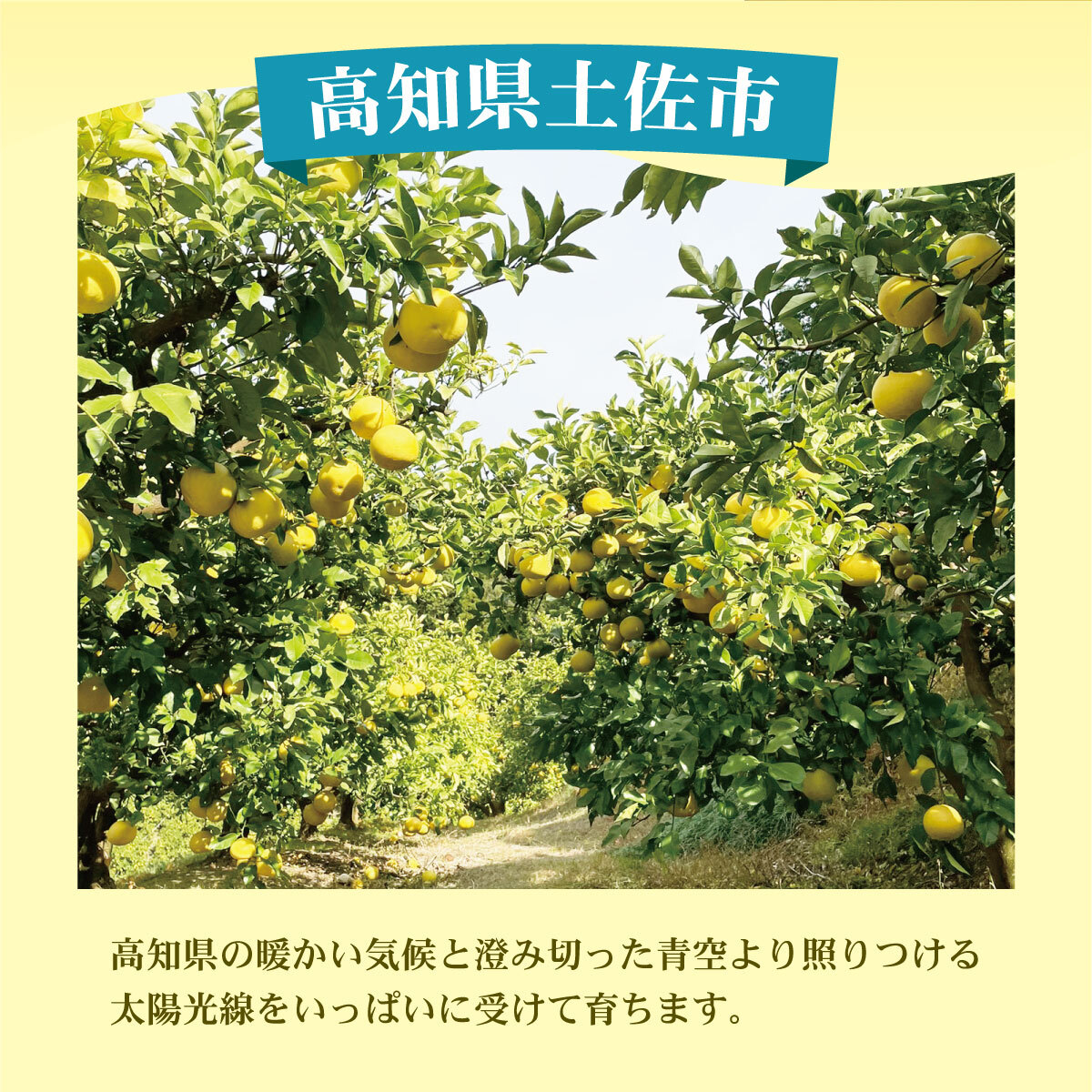 【訳あり】土佐文旦（ぶんたん）家庭用（M～５Ｌ）約１０ｋｇ【株式会社とさもん（土佐市）厳選】 文旦 10キロ 約10～30玉 ぶんたん 柑橘 果物 フルーツ 訳あり お取り寄せ おいしい 美味しい 名