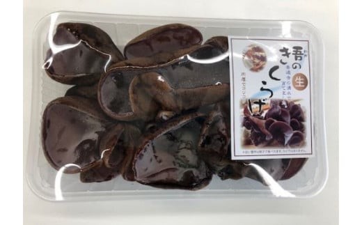 生きくらげ