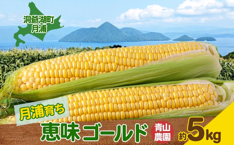 北海道 月浦 めぐみ ゴールド 5kg  先行受付 8月下旬～9月中旬頃にお届け とうもろこしトウモロコシ とうきび 恵味 スイート コーン 旬 野菜 甘い 大粒 人気 朝採り 産地直送 青山農園 送料無料 洞爺湖