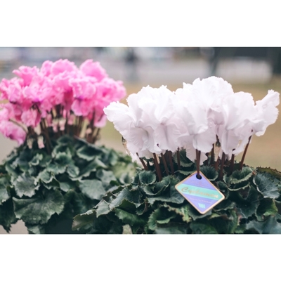 【先行予約】フリンジ咲きシクラメン５．５号鉢