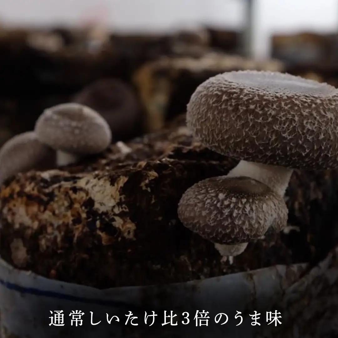 【 訳あり/不揃い 】禅丸椎茸 1kg (250g×4パック) 【岩手県紫波町産】 (FG001)