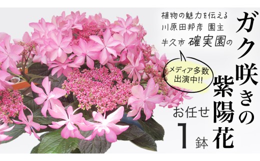 ≪先行予約≫ アジサイ ガク咲き 【 おまかせ 1点 】 【2027年4月上旬頃より発送開始】 植物 花 インテリア フラワー 紫陽花 お花 園芸 初夏 梅雨 ガーデニング 母の日