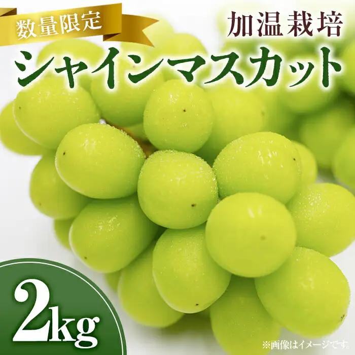 シャインマスカット 加温栽培(約2kg)シャインマスカット ぶどう 葡萄 フルーツ 果物 くだもの 果実＜先行予約受付中！2026年8月上旬から順次発送予定＞＜北海道、沖縄、離島配送不可＞【106300600】【大分県農業協同組合　北部エリア】