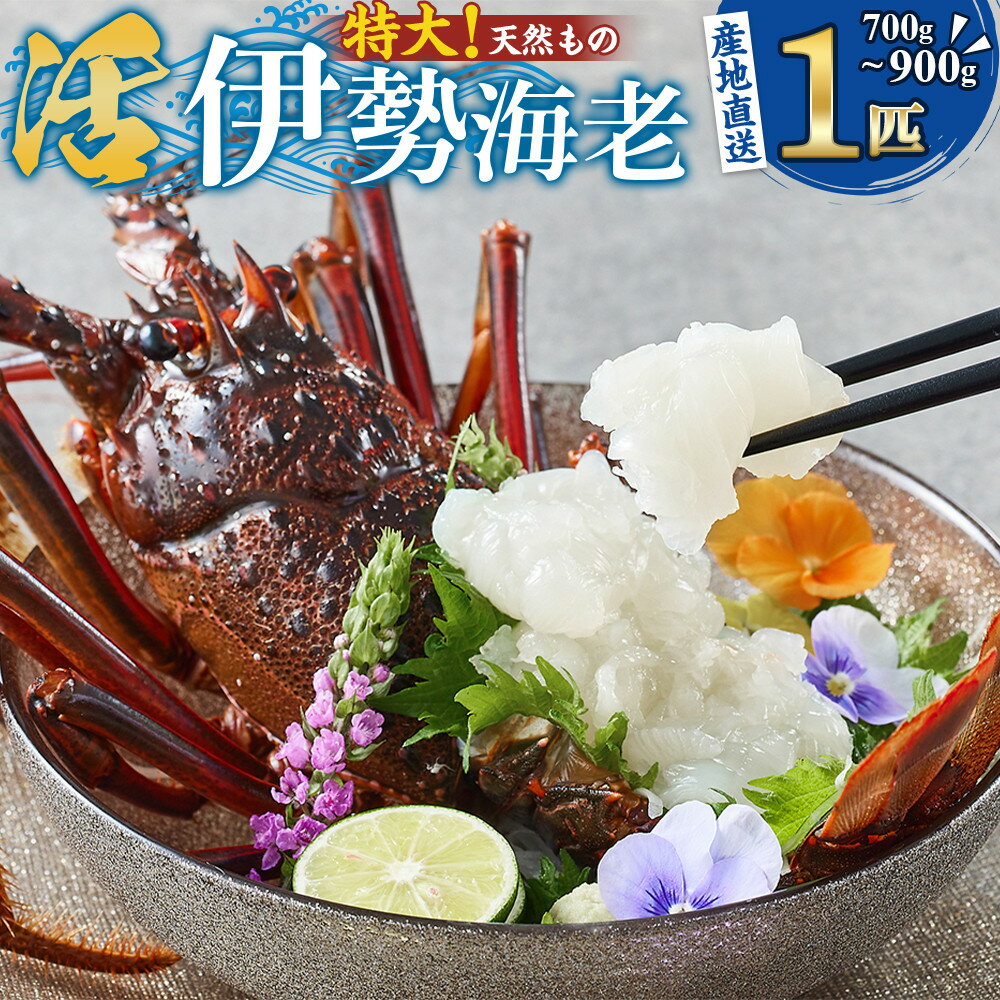 【ふるさと納税】【特大】天然 活 伊勢海老 1匹（700g～900g）南紀黒潮イセエビ 年末年始 お正月 お届け可 ｜期間限定 漁師直送 海鮮 海老 とれたて 人気 高級 産地直送 | 海老 魚介類 水産 食品 人気 おすすめ 送料無料