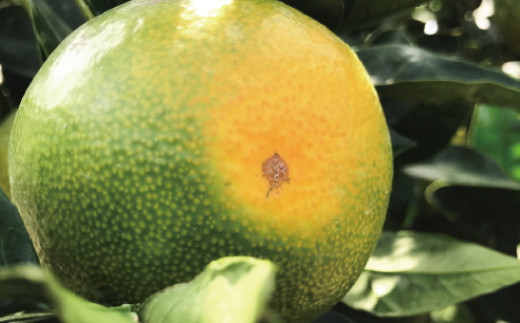 【先行予約】【2026年9月より順次発送】【初秋の美味】【農家直送】特選　青切り有田みかん　約3kg+200g(傷み補償分)　※北海道・沖縄・離島配送不可【ard043C】