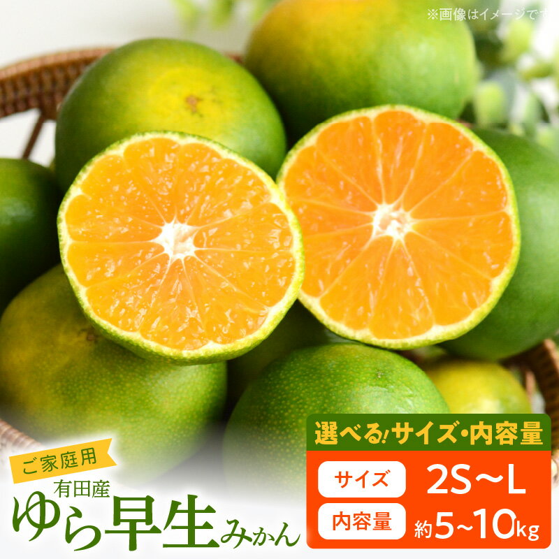 【ふるさと納税】【限定】【2025年先行予約】【ご家庭用 極早生】有田ゆら早生みかん 選べる サイズ 内容量 2S ～ L 5kg 10kg【湯浅町】【ミカン 蜜柑 柑橘 温州みかん 有田みかん わせみかん 由良早生 和歌山】