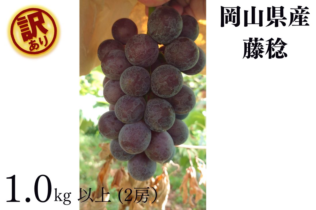 【ふるさと納税】【訳あり】 藤稔 2房 合計1.0kg以上 産地直送 朝採れ ぶどう 葡萄 岡山 Kawahara Green Farm 2026年 ブドウ フルーツ くだもの 果物 果実 デザート 大粒 樹上完熟 冷蔵 岡山県産 国産 岡山県 倉敷市 送料無料 【2026年8月順次発送予定】