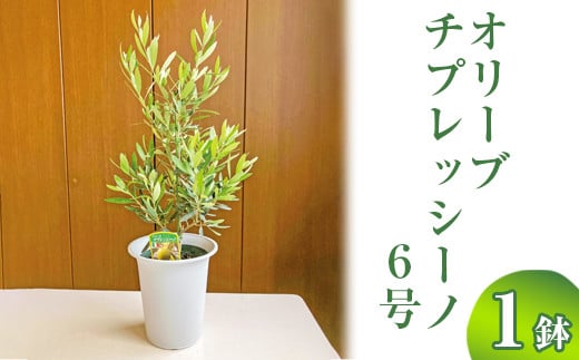 
            オリーブ チプレッシーノ6号 ※離島への配送不可 | 観葉植物 植物 グリーン オリーブの木 チプレッシーノ 室内 苗 鉢植え シンボルツリー ギフト 贈答 贈り物 プレゼント お中元 お歳暮 直送 農家直送 茨城県 古河市 送料無料 _BZ10
          