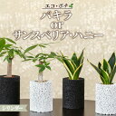 【ふるさと納税】観葉植物 パキラ サンスベリア ハニー 消臭 グリーン 発財樹 エコポチ シリンダー ハイブリッド ギフト お洒落