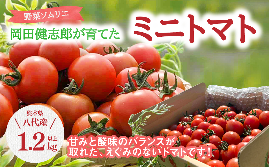 【先行予約】 野菜ソムリエ 岡田健志郎が育てた　ミニトマト 1.2kg以上 トマト とまと 新鮮 サラダ 野菜 やさい 特産品 熊本県 八代市 【2026年12月上旬より順次発送】