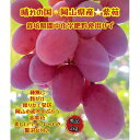 【ふるさと納税】ぶどう 2025年 先行予約 紫苑 秀品 粒だけ 約2kg 岡山 国産 果物 フルーツ 2025年10月上旬から発送 | フルーツ 果物 くだもの 食品 人気 おすすめ 送料無料