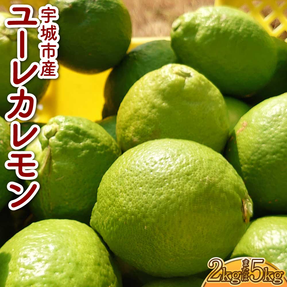 【ふるさと納税】先行受付 ユーレカレモン 【選べる容量】約2kg（20玉前後）または 約5kg（35玉前後） 清水果樹園 レモン 檸檬 国産レモン ノーワックス 防腐剤不使用 柑橘 調味料 国産 九州 熊本県 宇城市 【2025年9月下旬から11月下旬発送予定】