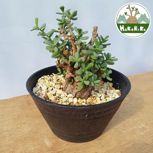 ケラリア・ピグマエア (発根管理済) A009｜観葉植物 コーデックス 盆栽 鉢植え インテリア ハコネコ [0662]