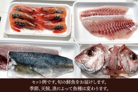 魚 富山湾直送 さばいた鮮魚セット 3～4種 旬 新鮮 鮮魚 刺身 詰め合わせ 産地直送 冷蔵/くろべ漁業協同組合 魚の駅「生地」/富山県 黒部市 海鮮 魚介類 魚介 