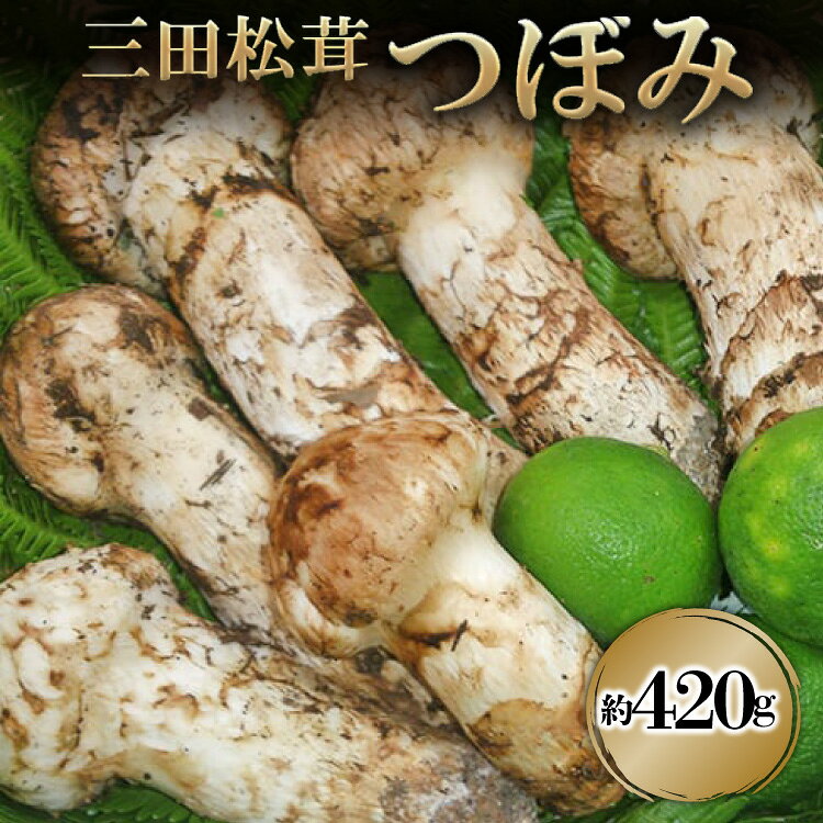 【ふるさと納税】 三田 松茸 つぼみ 約420g まつたけ 秋の味覚 きのこ キノコ 旬の野菜 贈答品 お歳暮 新年 年末 贈り物 ギフト 食品 ギフト ふるさと納税 ふるさと 人気 おすすめ 送料無料 兵庫県 三田市 [3d28bae460001]