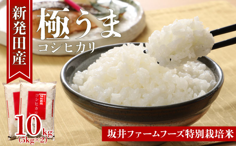 
            令和6年産 新潟県産 坂井ファーム 特別栽培米コシヒカリ 10kg (5kg×2袋)【 新潟 新発田 米 玄米 こしひかり 10kg 5kg D34_02 】
          