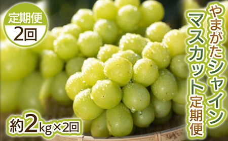 【定期便2回】やまがた シャインマスカット 秀品 約2kg×2回【令和8年産先行予約】FS25-698 くだもの 果物 フルーツ 山形 山形県 山形市 2026年産