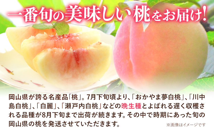 【令和7年度先行予約】【ご家庭用】 岡山の白桃 （晩生種）  約1.5kg 晴れの国 おかやま館(つむぐ株式会社) 《2025年8月上旬-9月中旬頃発送》岡山県 浅口市 白桃 桃 果物【配送不可地域あ