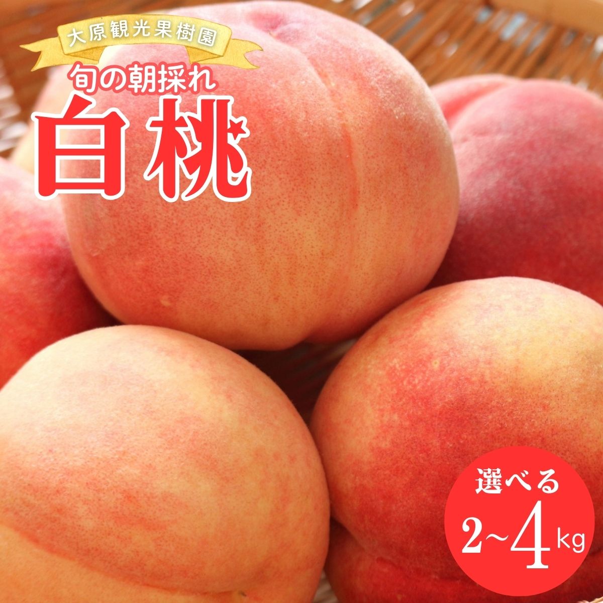 【ふるさと納税】【2026年先行予約】［大原観光果樹園］岡山県産 旬の朝採れ白桃 1箱 「1箱（約2kg 6玉）」or「1箱（約3kg 8玉）」or「1箱（約4kg 12～13玉）」
