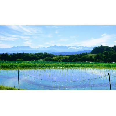 ふるさと納税 富山県 有機米コシヒカリ白米「棚田tanata」有機JAS認証米　3kgサイズ |  | 02