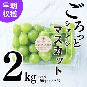 【2025収穫分先行予約】 シャインマスカット 2kg バラ粒 500g 4パック 小分け 新着 人気 シャインマスカット  愛媛県産シャインマスカット まつやましさんしゃいんますかっと マスカット しゃいんますかっと 大粒 シャインマスカット 愛媛県 松山市 えひめけんさんしゃいんますかっと ブドウ 松山市産シャインマスカット 贈答 期間限定 2025年発送 先行予約 ※8/20頃～発送予定 ナチュラルファームｅｎ【GL006】