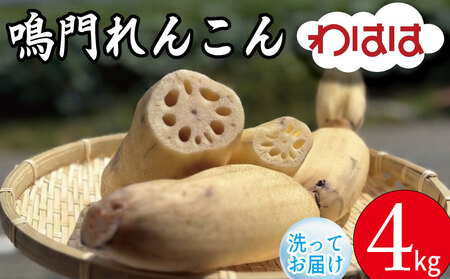 鳴門れんこん 4kg れんこん