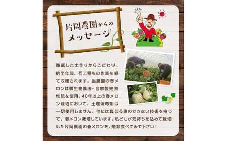 メロン めろん 糖度21度以上！奇跡の クインシーメロン 1玉 赤肉 人気 おすすめ クインシー 甘い 濃厚 高糖度 自家栽培 メロン 贈答用 贈り物 プレゼント 送料無料 片岡農園 クレストファーム