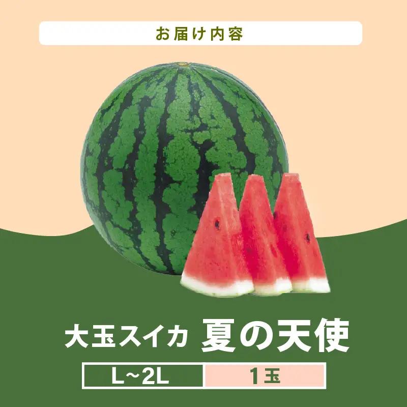 【先行予約】大玉スイカ「夏の天使」 1玉入 （L～2L）抜群の糖度で甘い！／ 期間限定 果物 フルーツ 西瓜 産地直送 ※2026年7月中旬より順次発送 [aw003-a002]