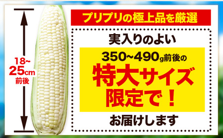 【特大】 とうもろこし 極甘 ホワイトコーン 「 なよろホワイト 」 8.5kg 以上 20～22本 特大 サイズ《 7月 下旬- 9月 中旬頃出荷予定》 朝採れ 真空予冷 冷蔵 高糖度 先行予約 夏