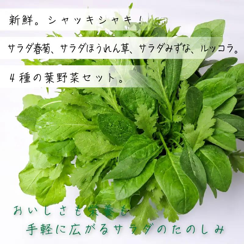 【先行予約】 4種セット 春菊 みずな ほうれん草 ルッコラ (2026年11月～発送)  | 水菜 水耕 葉物 野菜 南国市